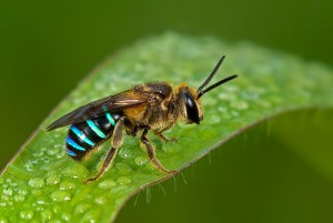 blue-banded-bee